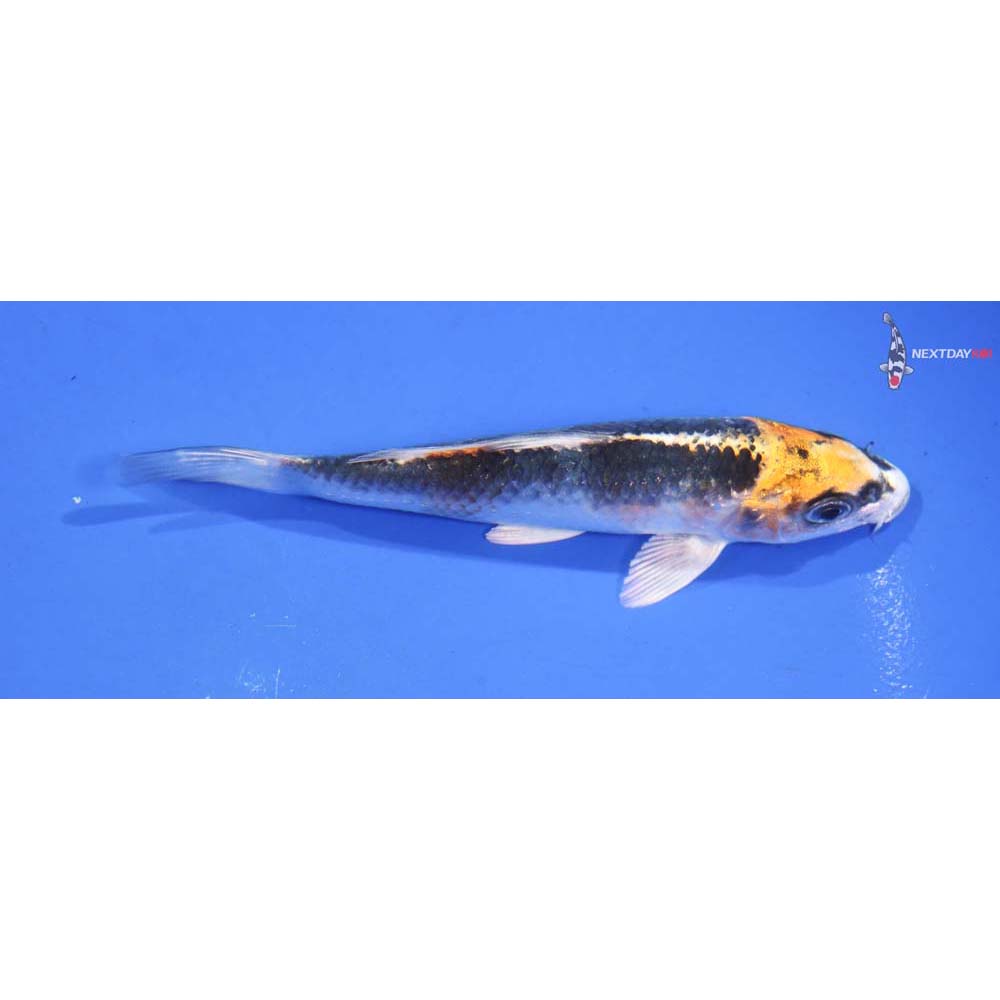 4.5” Imported Kujaku