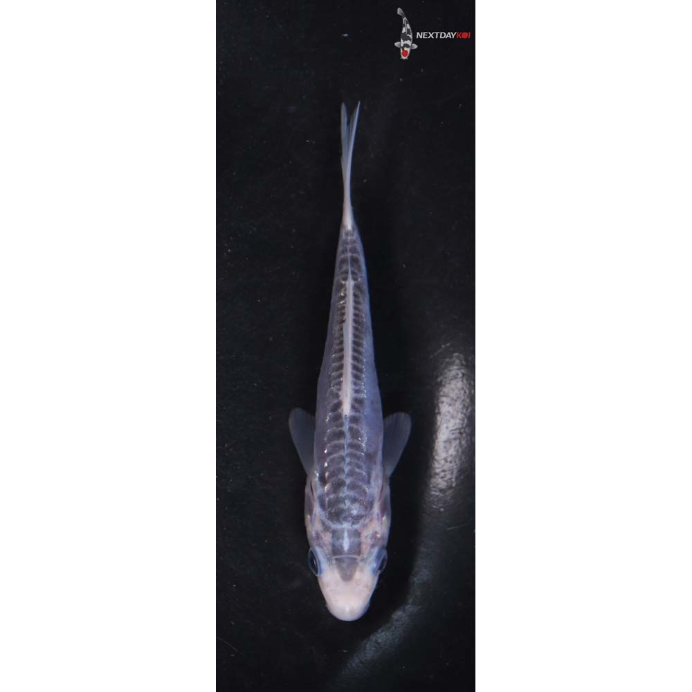 4.5” Imported Asagi