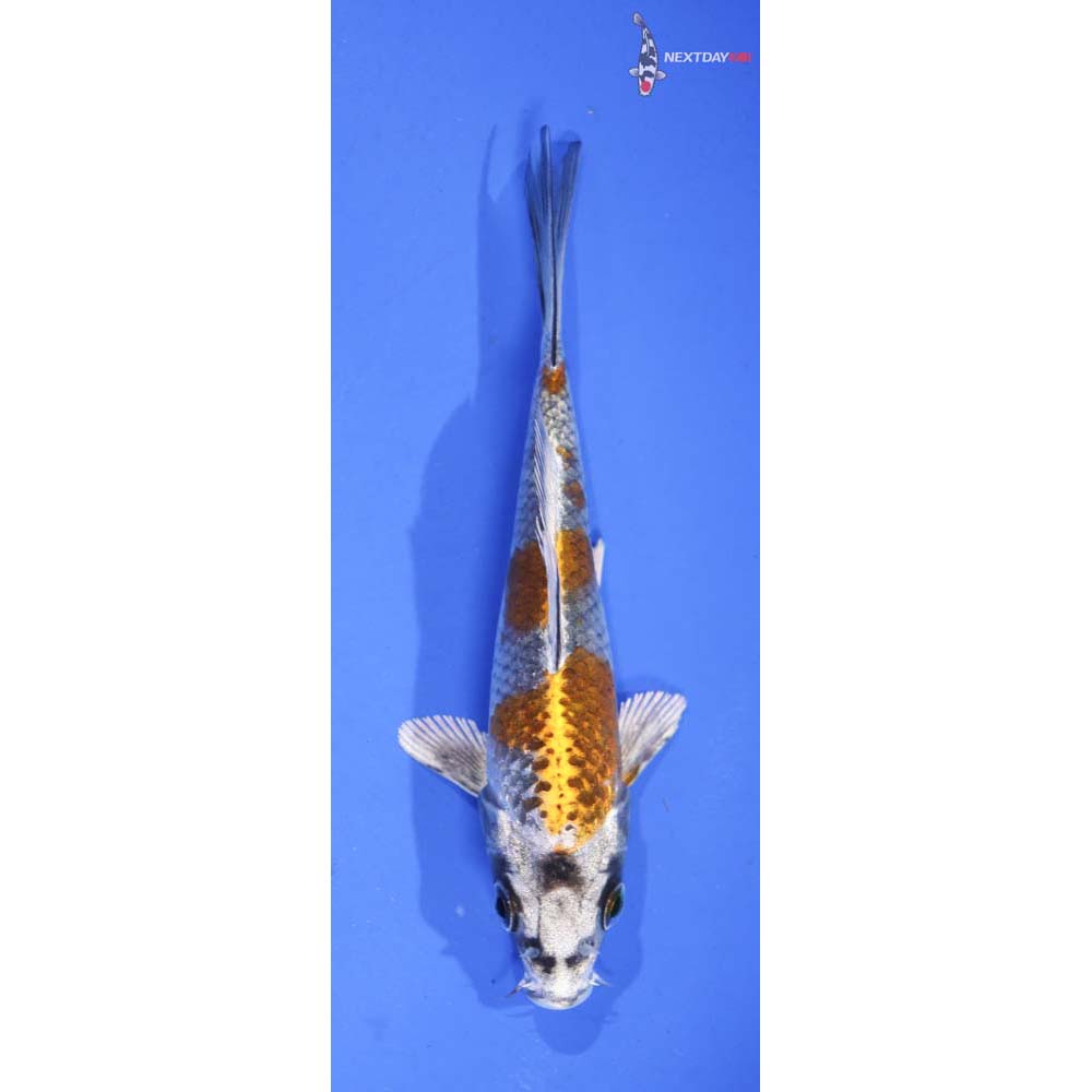 5” Imported Kujaku
