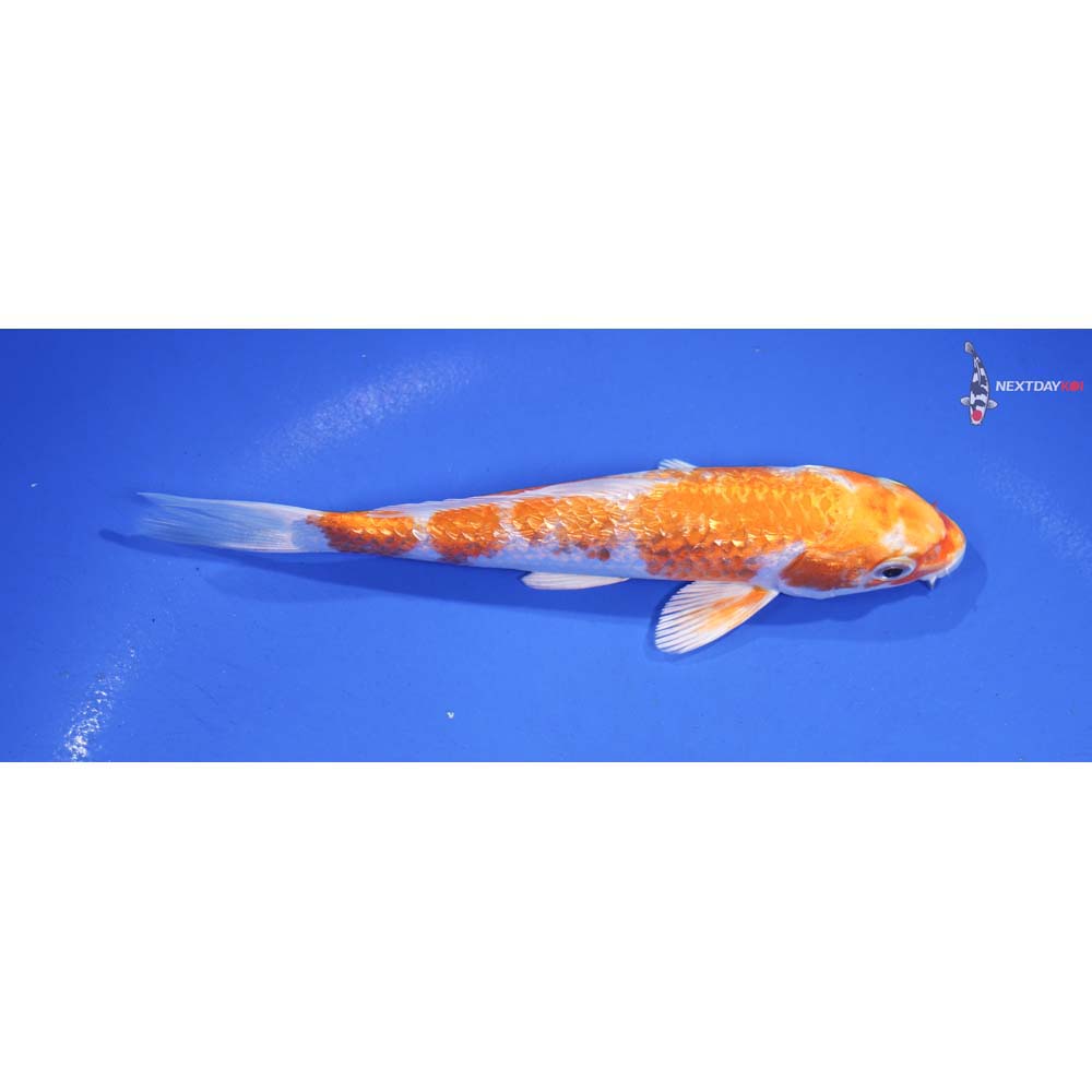 5.5” Imported Hariwake
