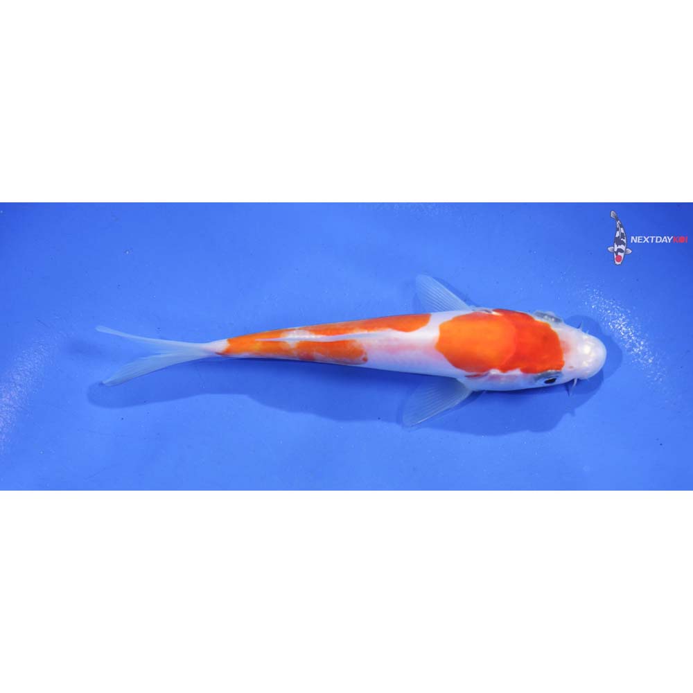 5.5” Imported Doitsu Kohaku