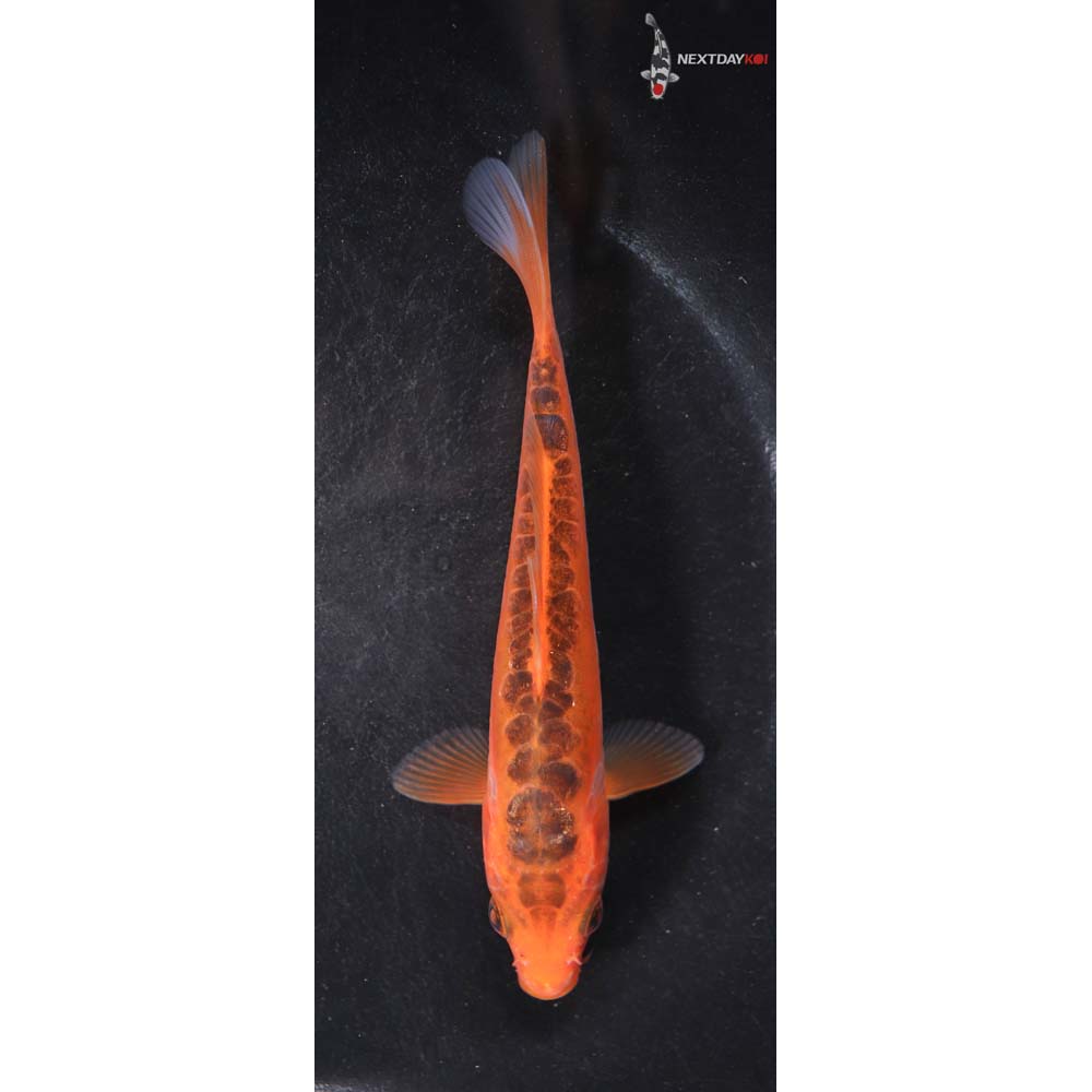 5.5” Imported Hana Shusui