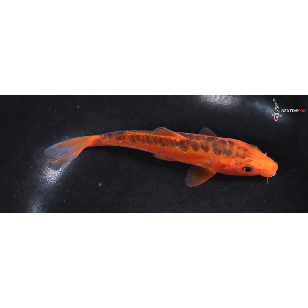 5.5” Imported Hana Shusui