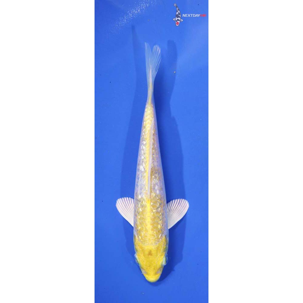 5.5” Imported Lemon Hariwake