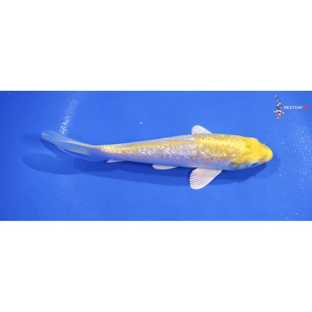 5.5” Imported Lemon Hariwake