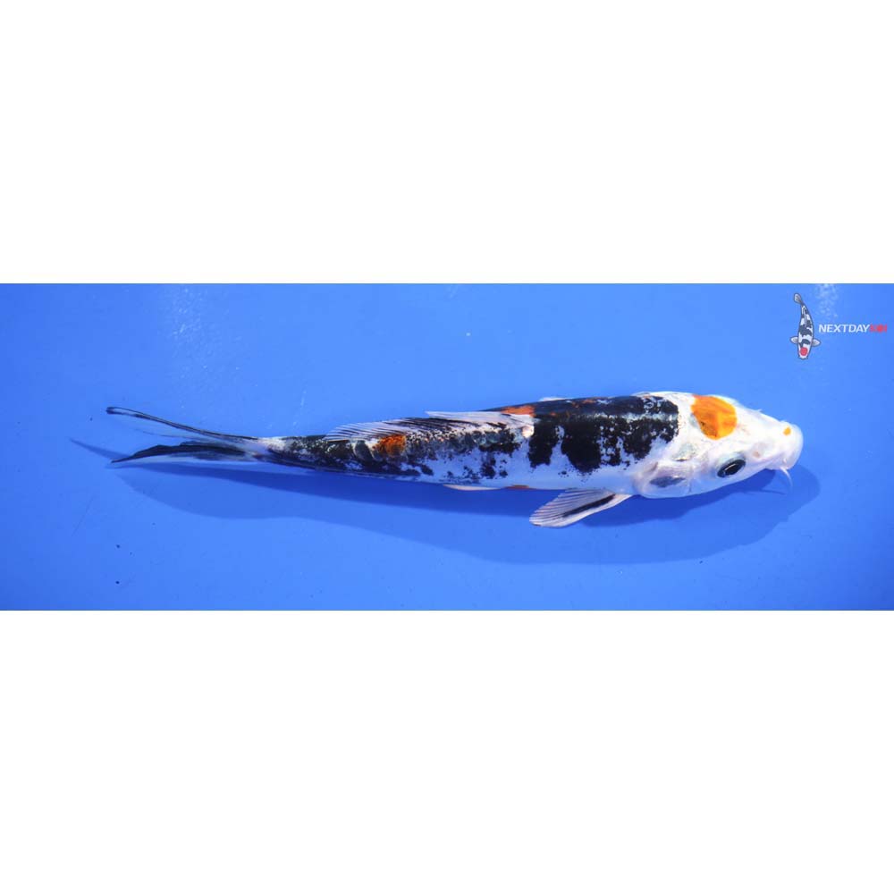 6” Imported Heisei Nishiki