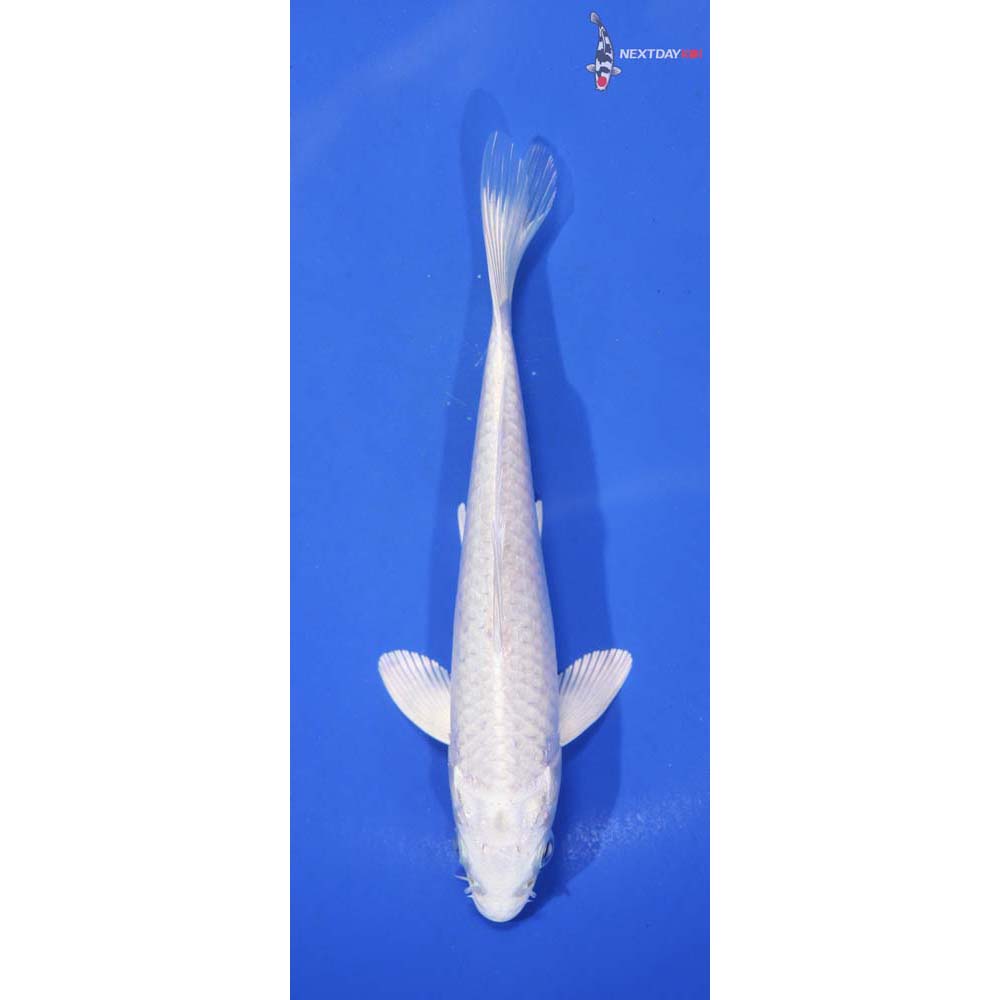 6” Imported Platinum Ogon