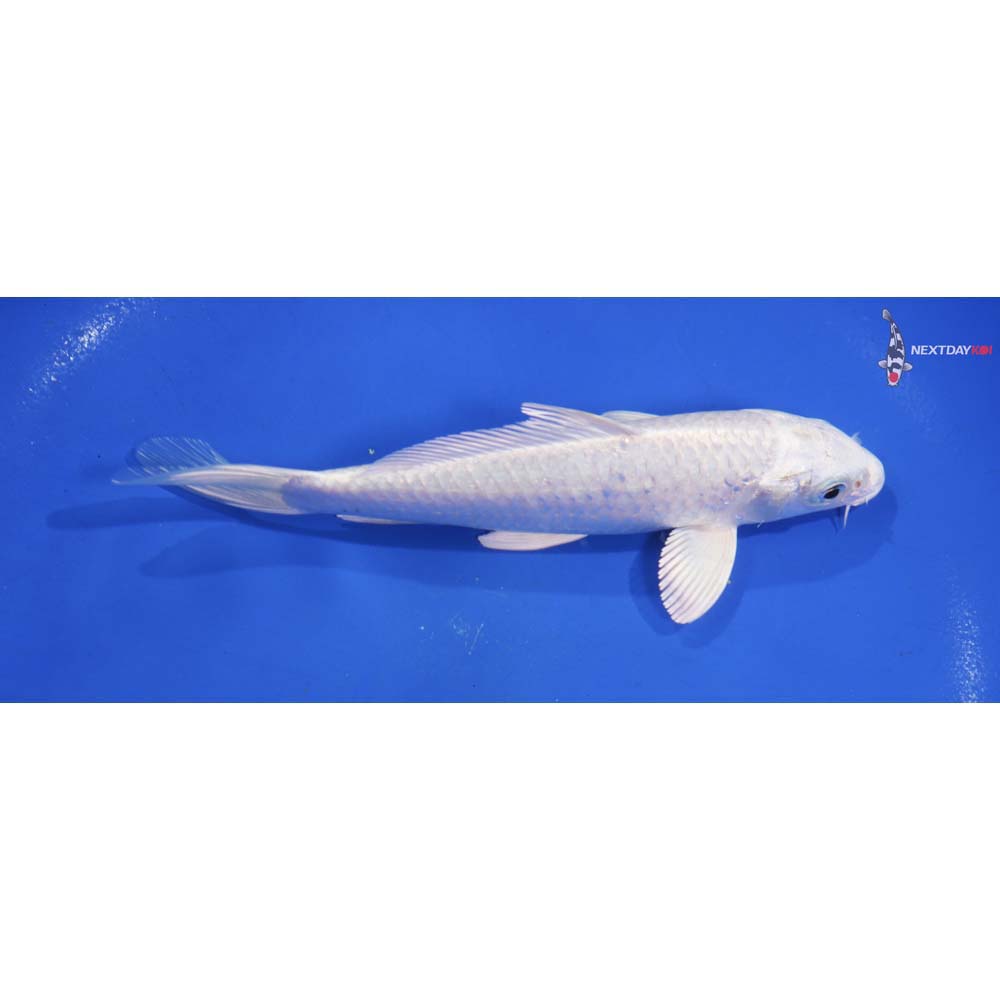 6” Imported Platinum Ogon