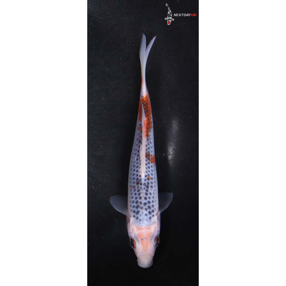6” Imported Asagi
