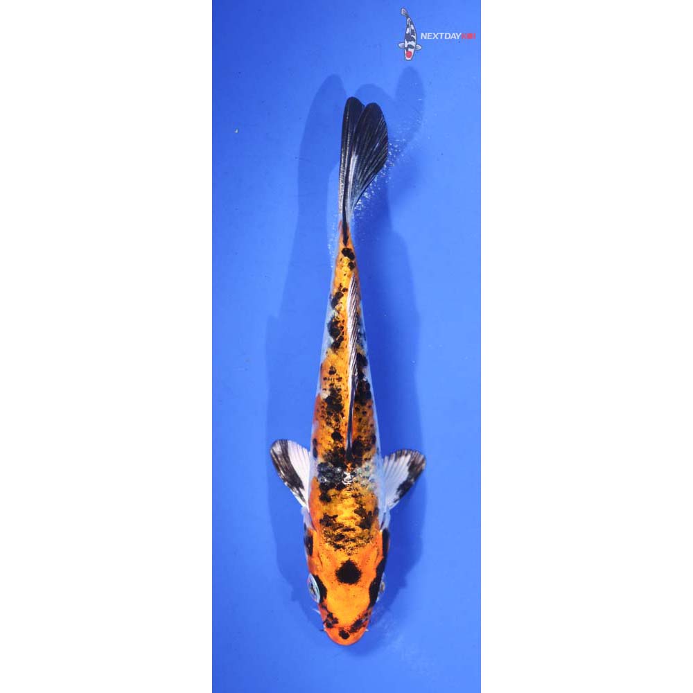 5” Imported Yamato Nishiki