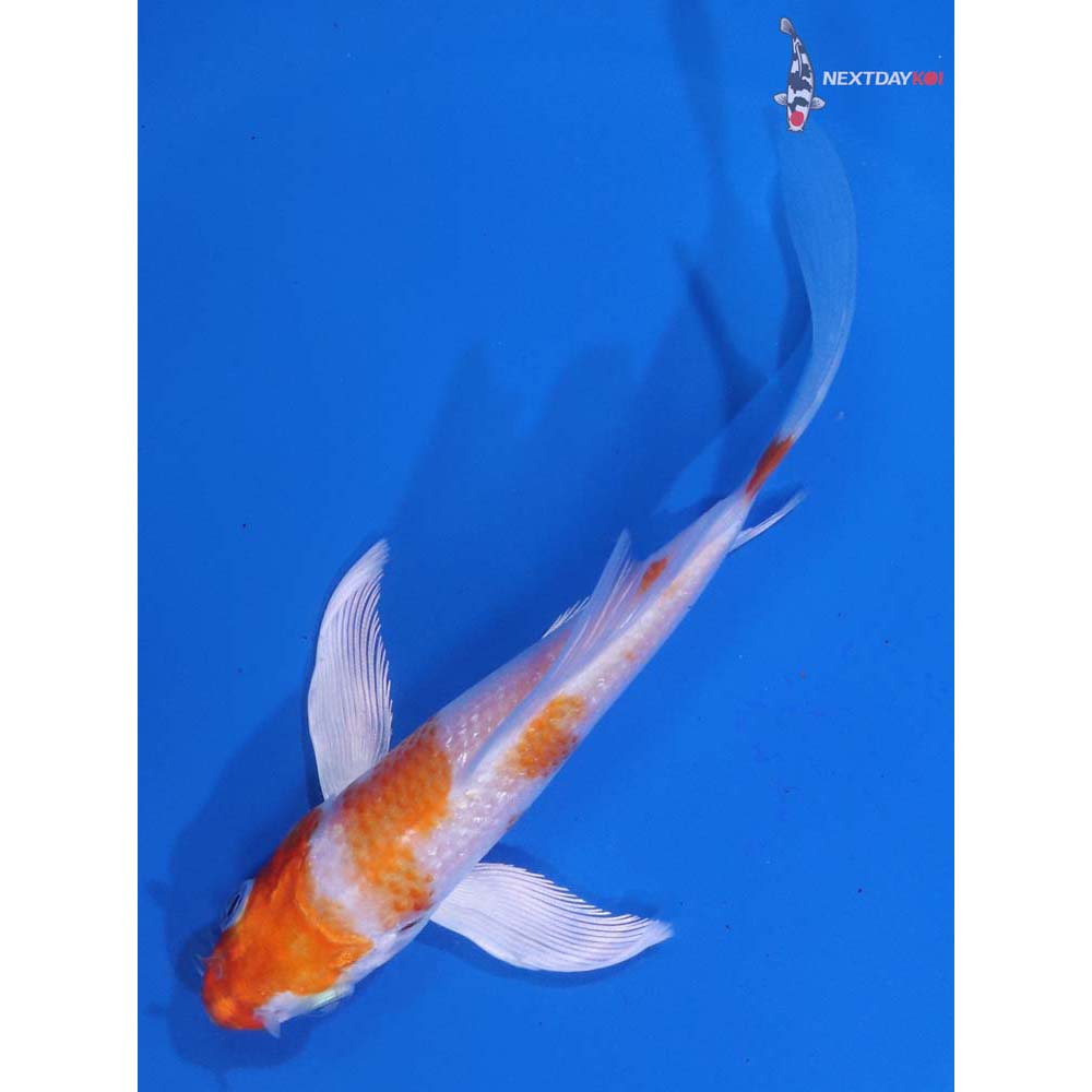 5” Imported Hariwake Butterfly Koi