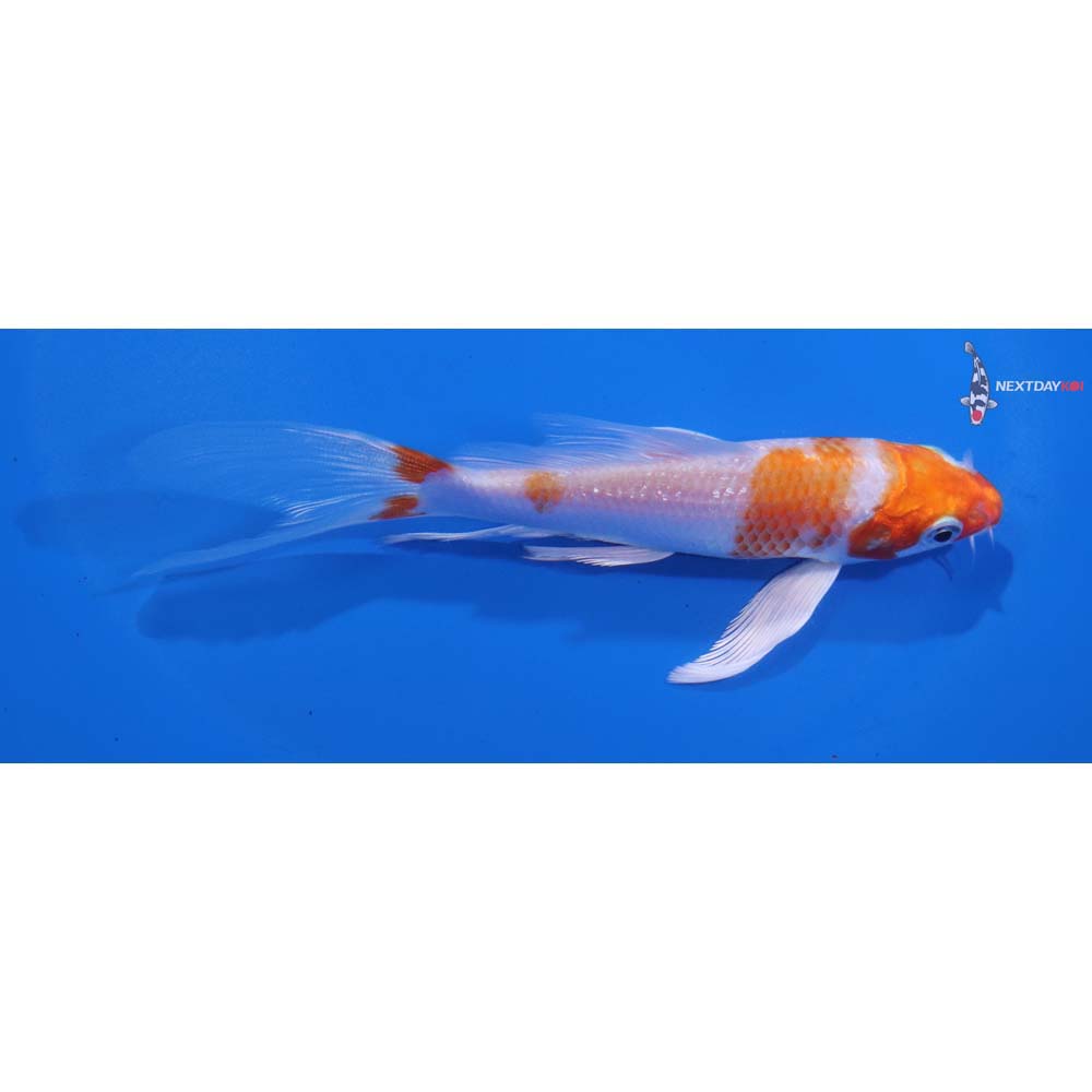5” Imported Hariwake Butterfly Koi