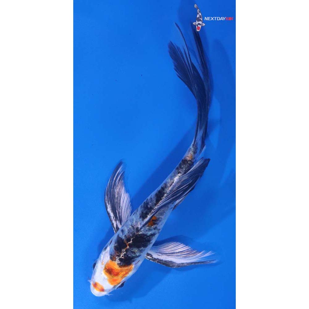5.5” Imported Armor Scaled Yamato Nishiki Butterfly Koi