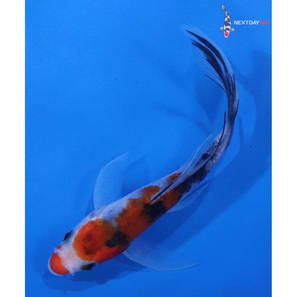 5.5” Imported Sanke Butterfly Koi