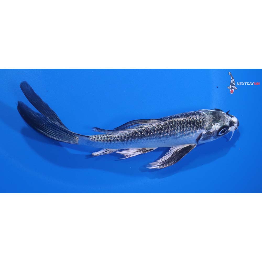 5.5” Imported Gin Rin Gin Matsuba Butterfly Koi