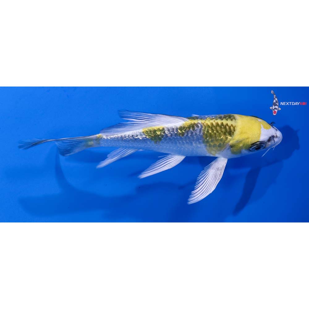 5.5” Imported Gin Rin Kujaku Butterfly Koi