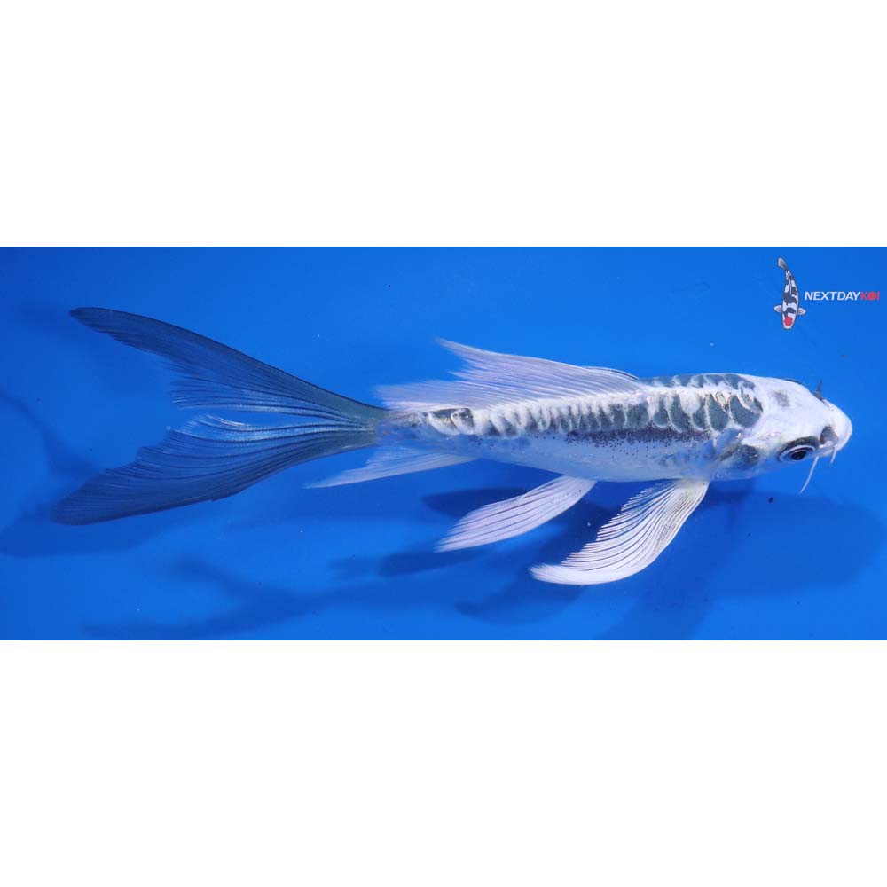 5.5” Imported Kikokuryu Butterfly Koi