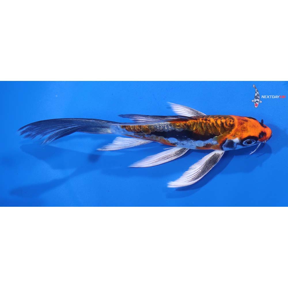 6” Imported Kin Kikokuryu Butterfly Koi