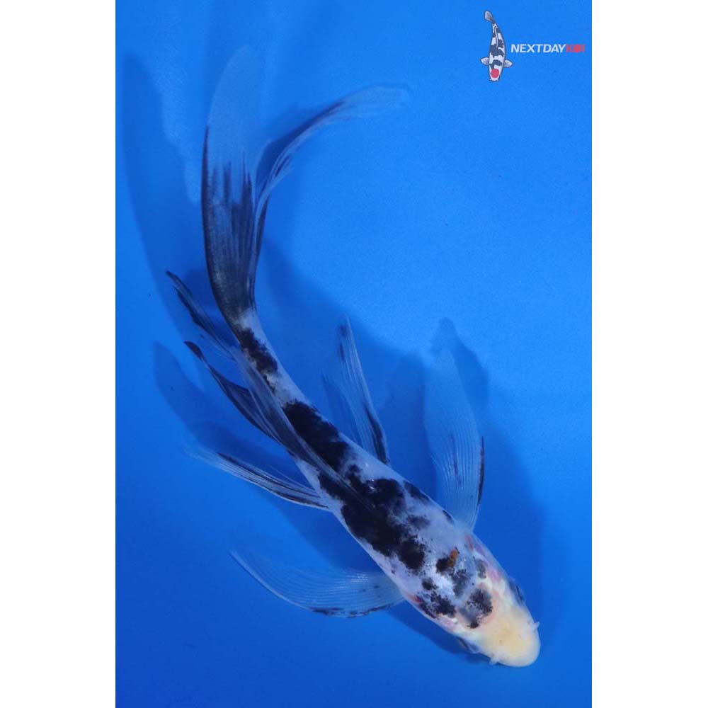 6” Imported Sanke Butterfly Koi