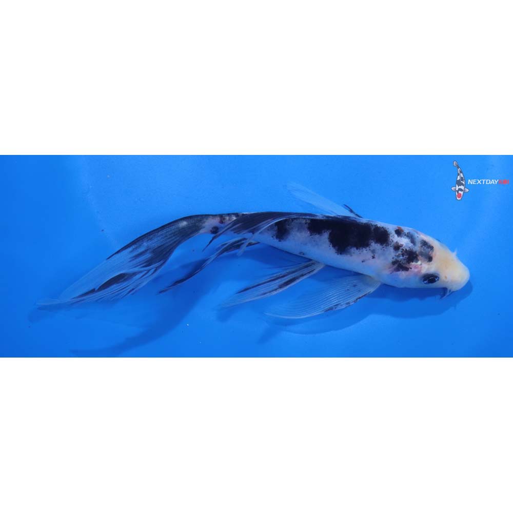 6” Imported Sanke Butterfly Koi