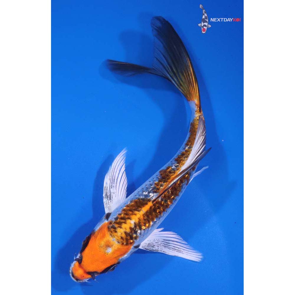 6” Imported Gin Rin Kujaku Butterfly Koi