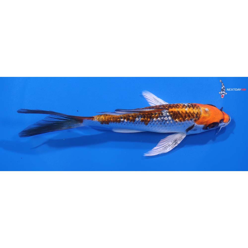 6” Imported Gin Rin Kujaku Butterfly Koi