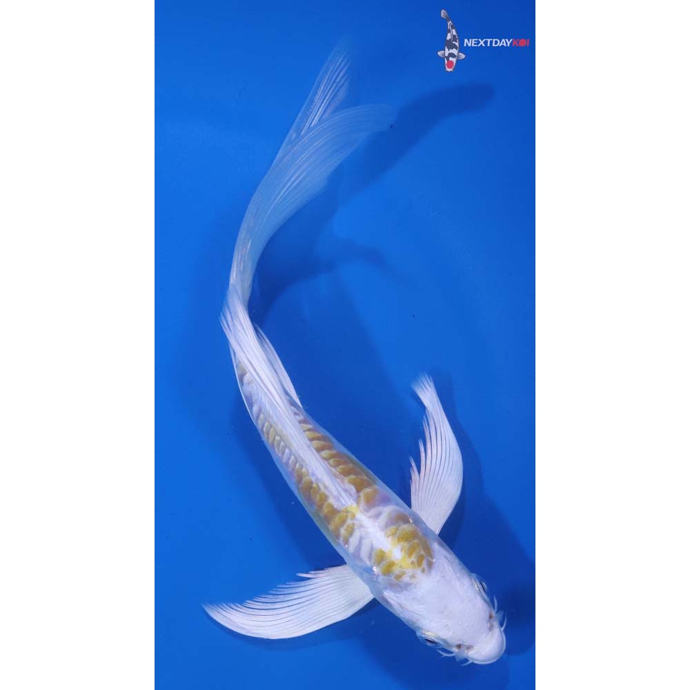 6” Imported Doitsu Lemon Hariwake Butterfly Koi
