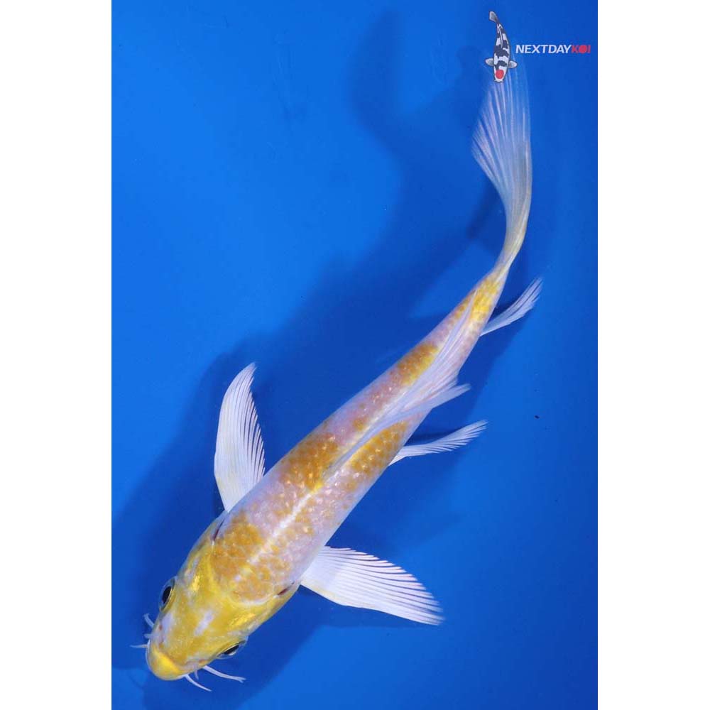 5” Imported Lemon Hariwake Butterfly Koi