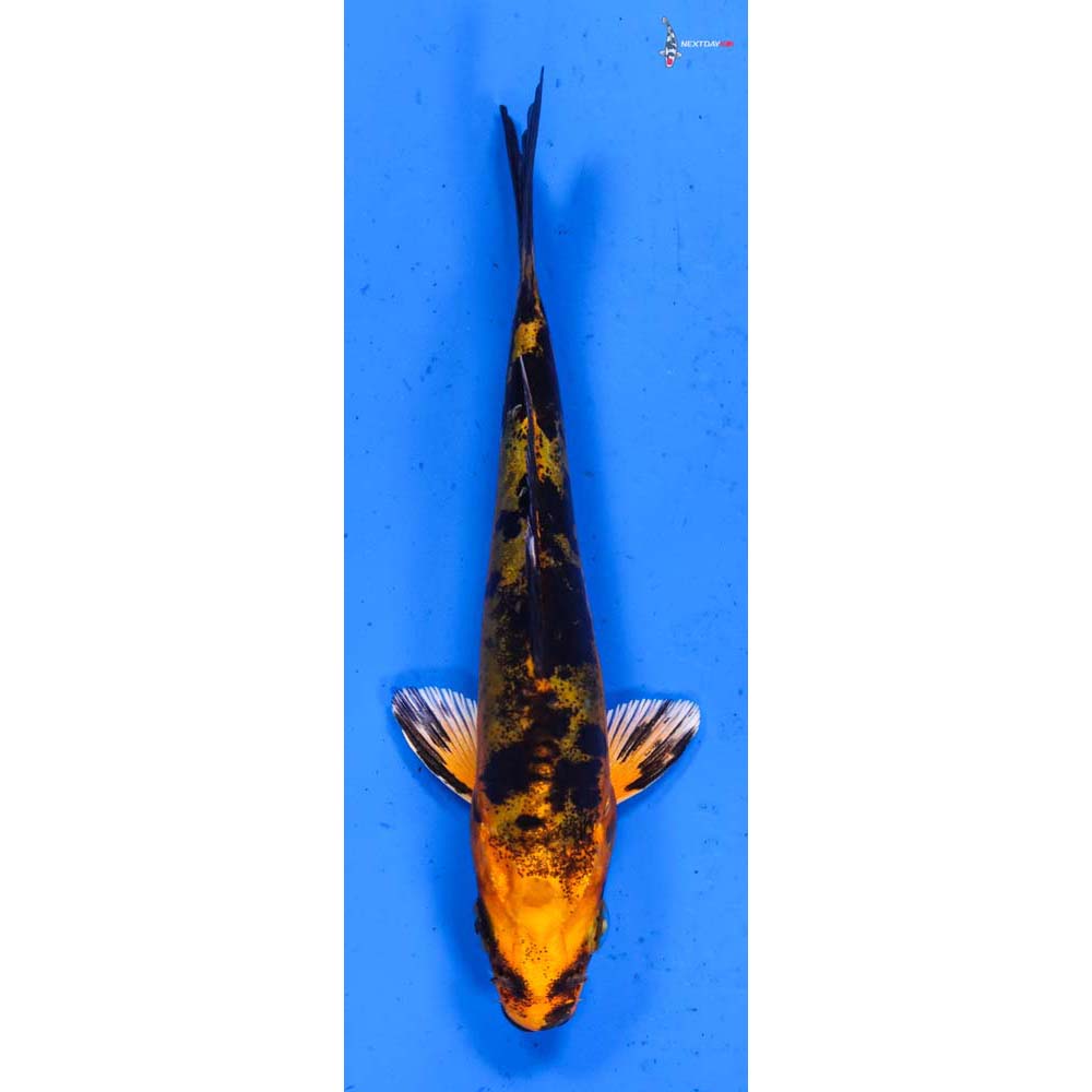 4” Imported Doitsu Kin Aka Bekko