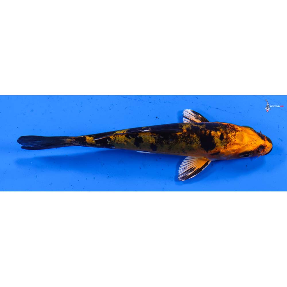 4” Imported Doitsu Kin Aka Bekko