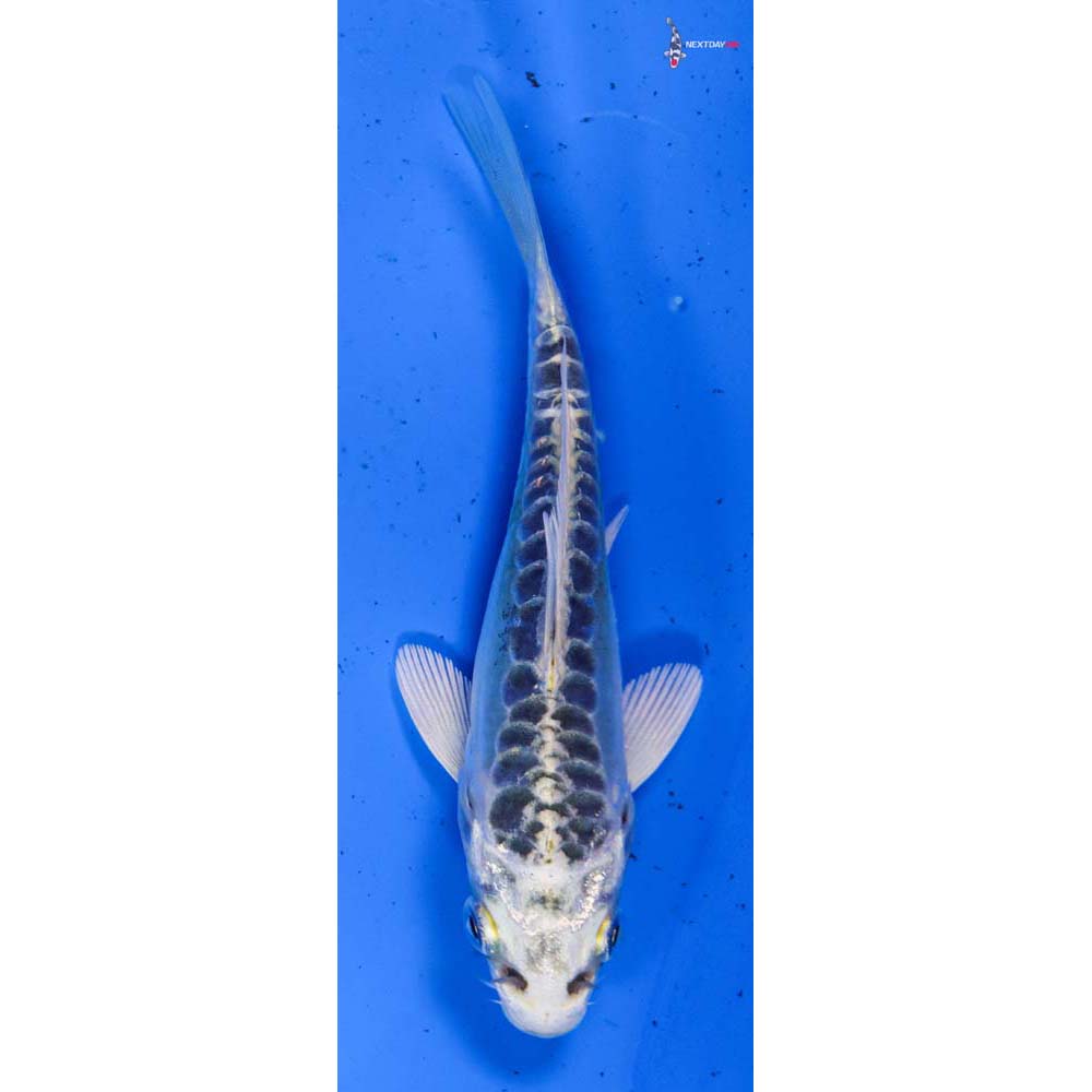 4” Imported Doitsu Kujaku
