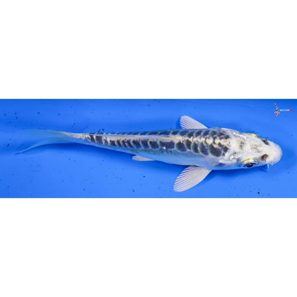 4” Imported Doitsu Kujaku