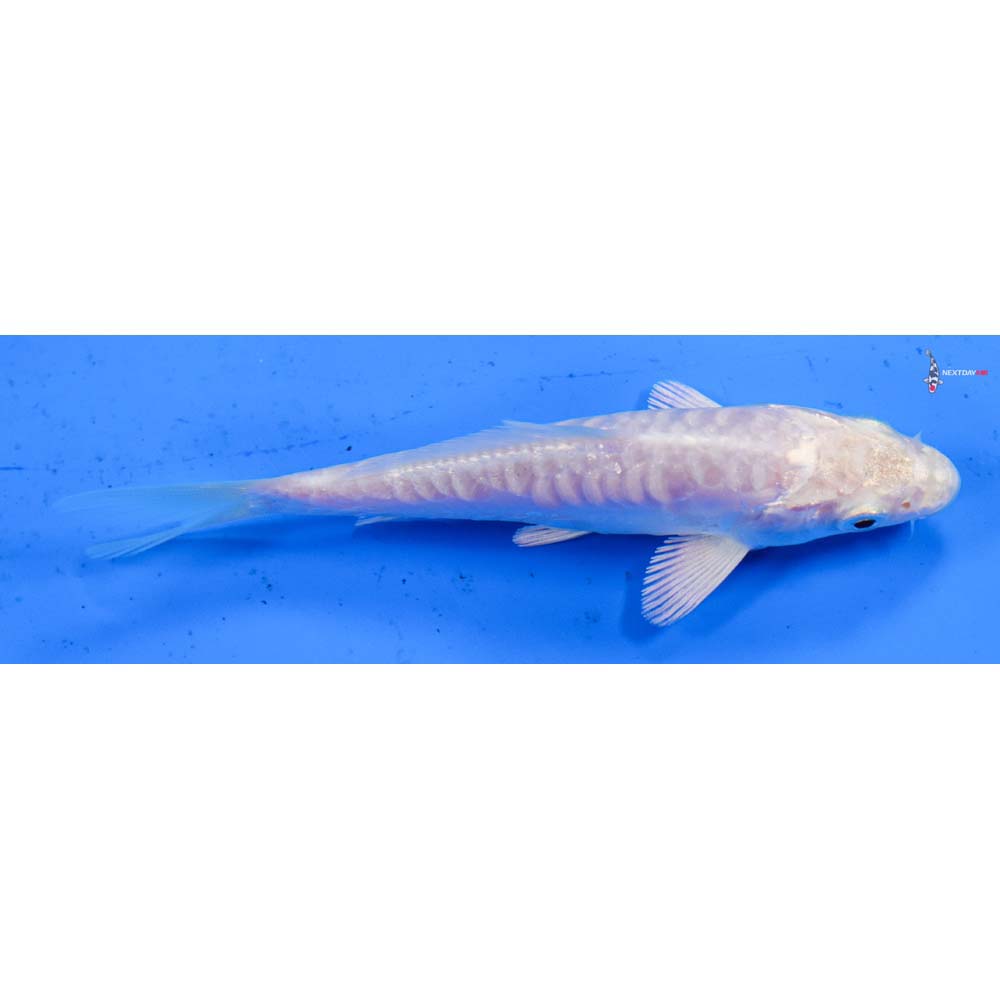 4” Imported Doitsu Platinum Ogon