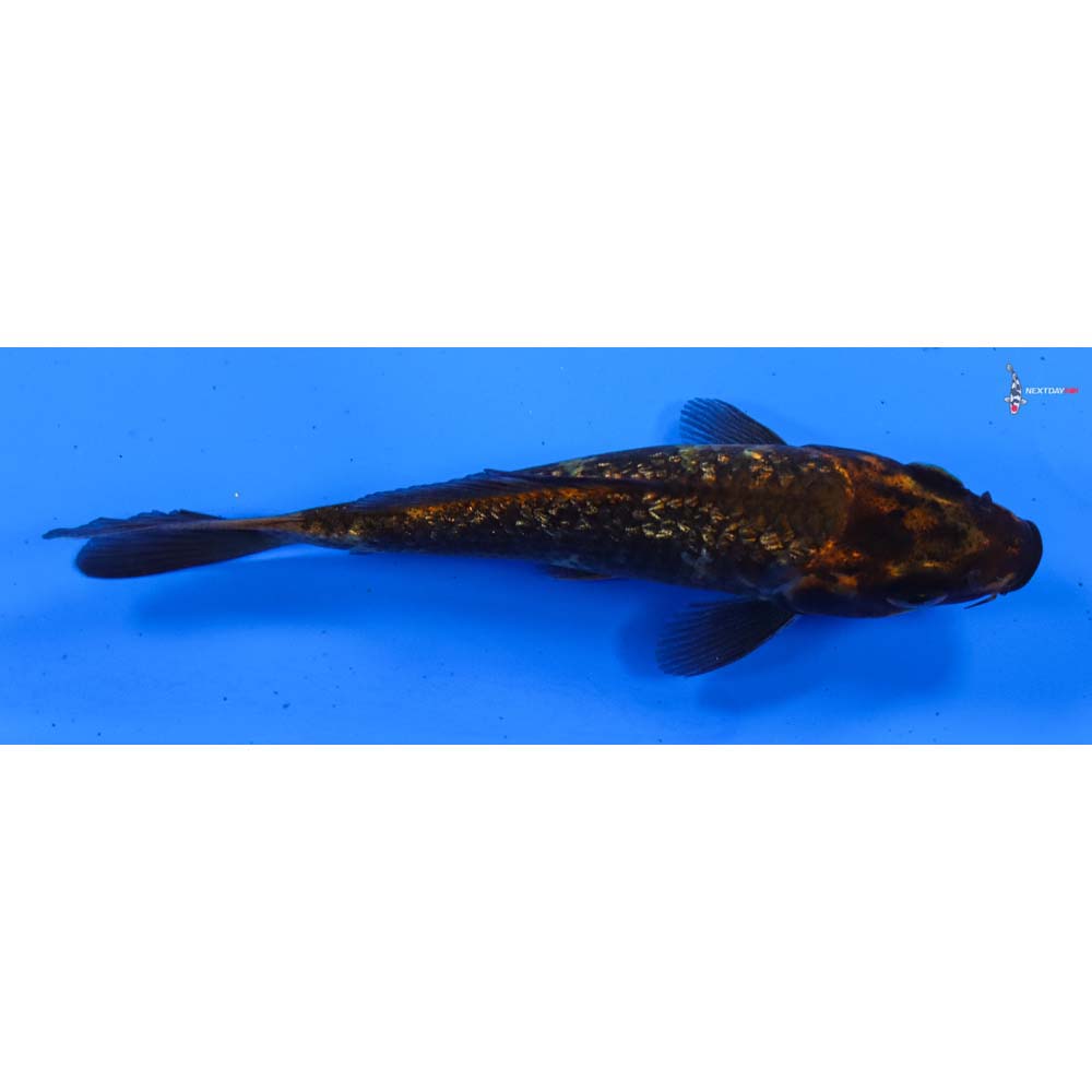 4” Imported Gin Rin Hi Utsuri