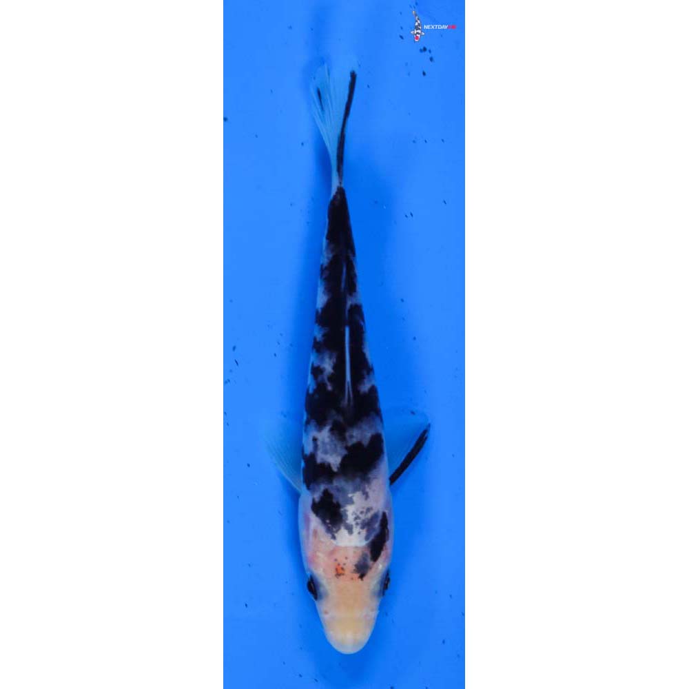 4.5” Imported Shiro Bekko