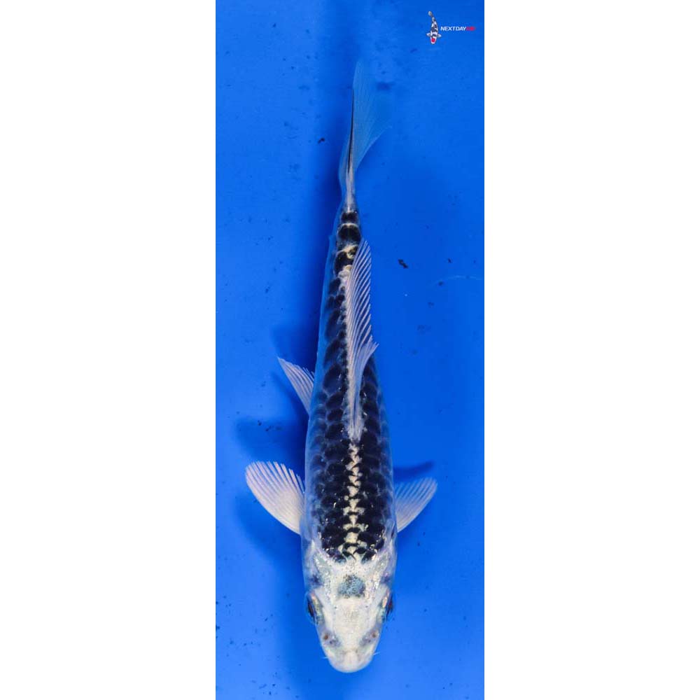 4.5” Imported Armor Scaled Gin Matsuba