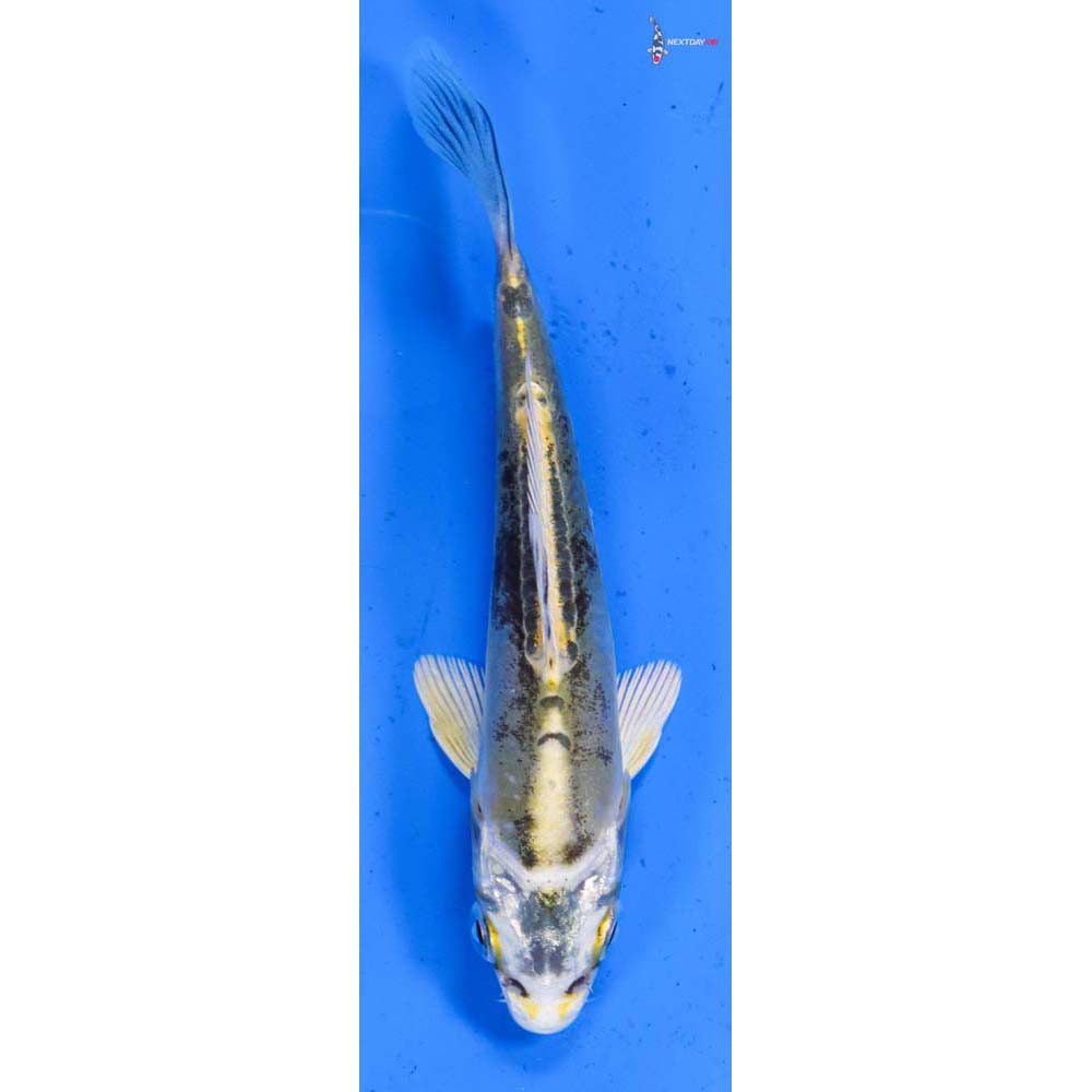 4.5” Imported Kin Kikokuryu