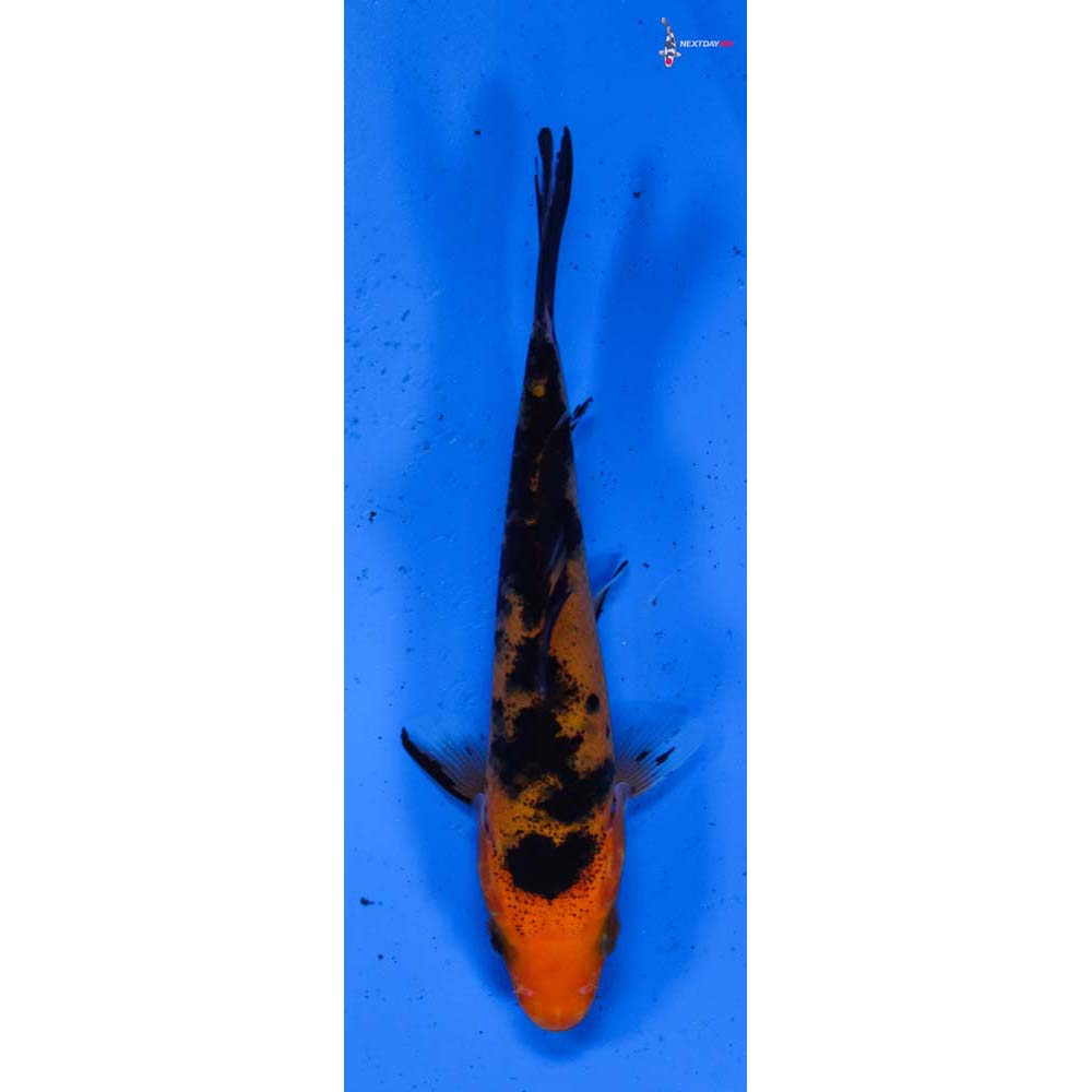 4.5” Imported Aka Bekko