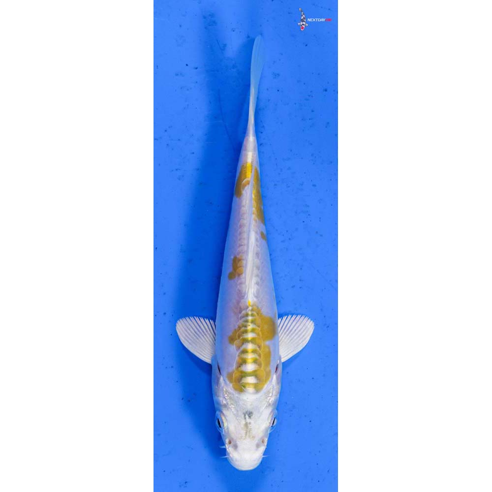 5” Imported Doitsu Lemon Hariwake