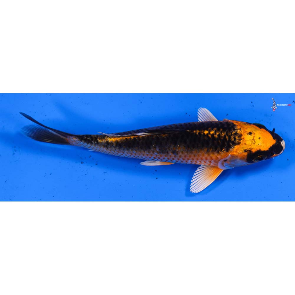 5” Imported Kujaku