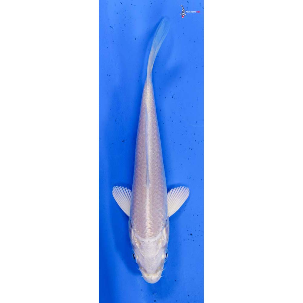 4” Imported Platinum Ogon