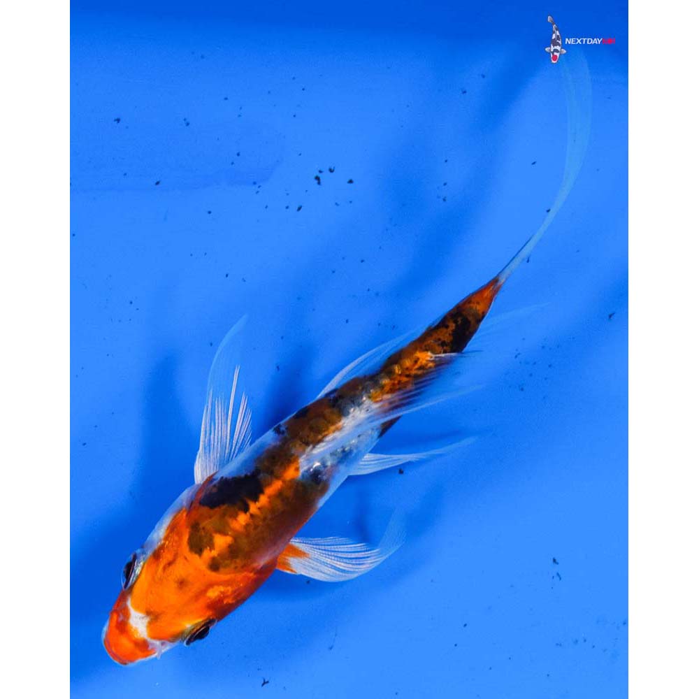 4” Imported Heisei Nishiki Butterfly Koi