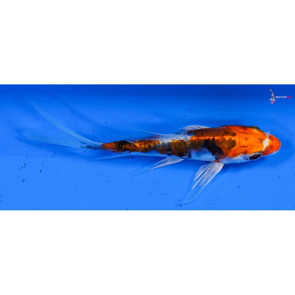4” Imported Heisei Nishiki Butterfly Koi