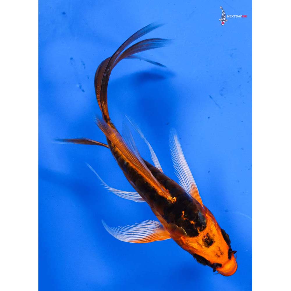 4.5” Imported Kin Kikokuryu Butterfly Koi