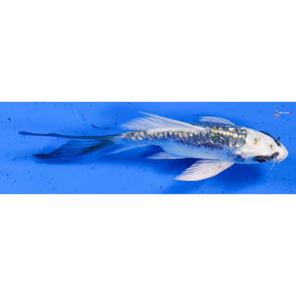 4” Imported Gin Rin Kin Kikokuryu Butterfly Koi