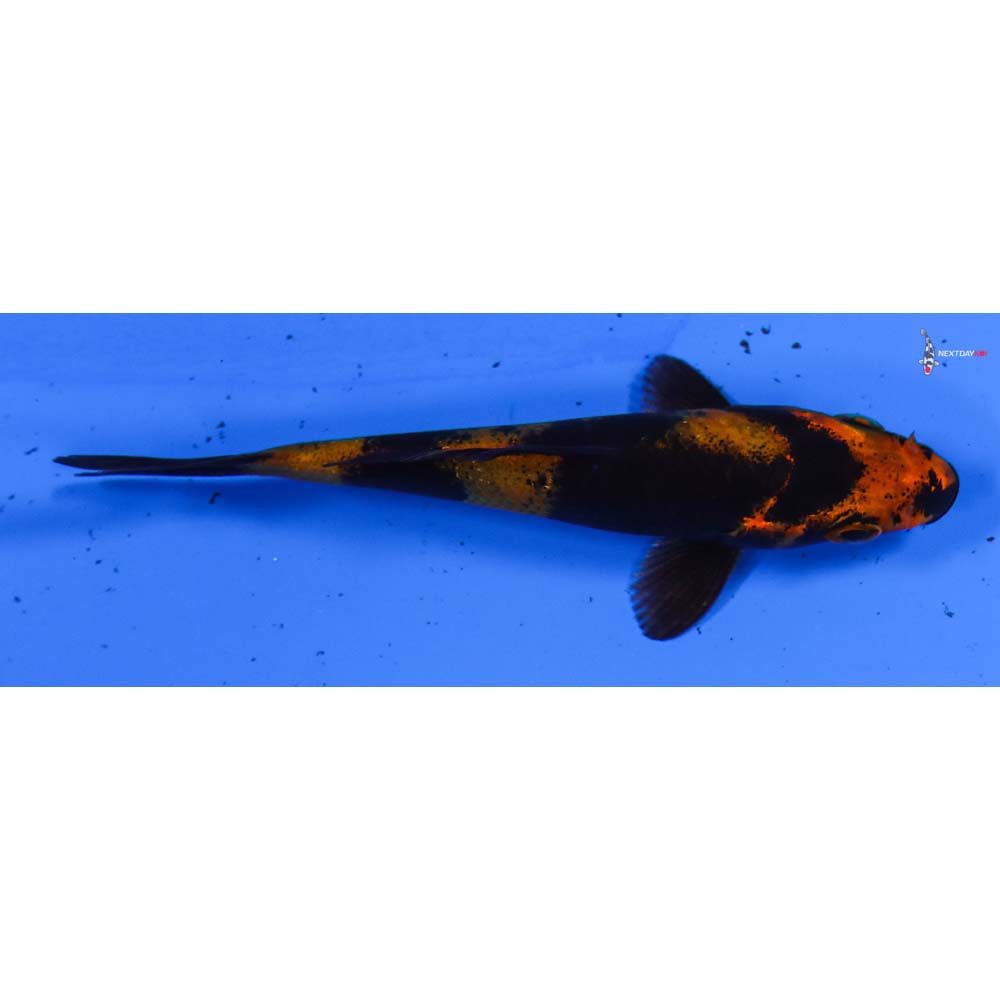 3” Imported Kin Hi Utsuri