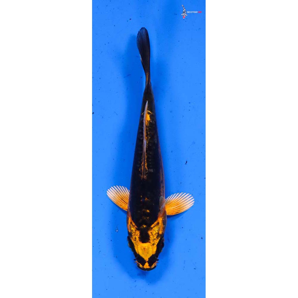 3” Imported Kin Kikokuryu