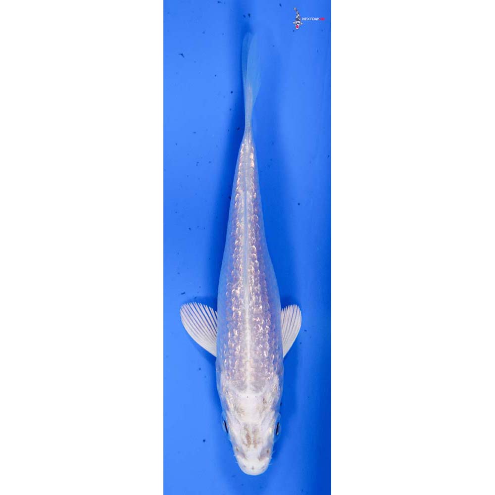 3.5” Imported Gin Rin Platinum Ogon