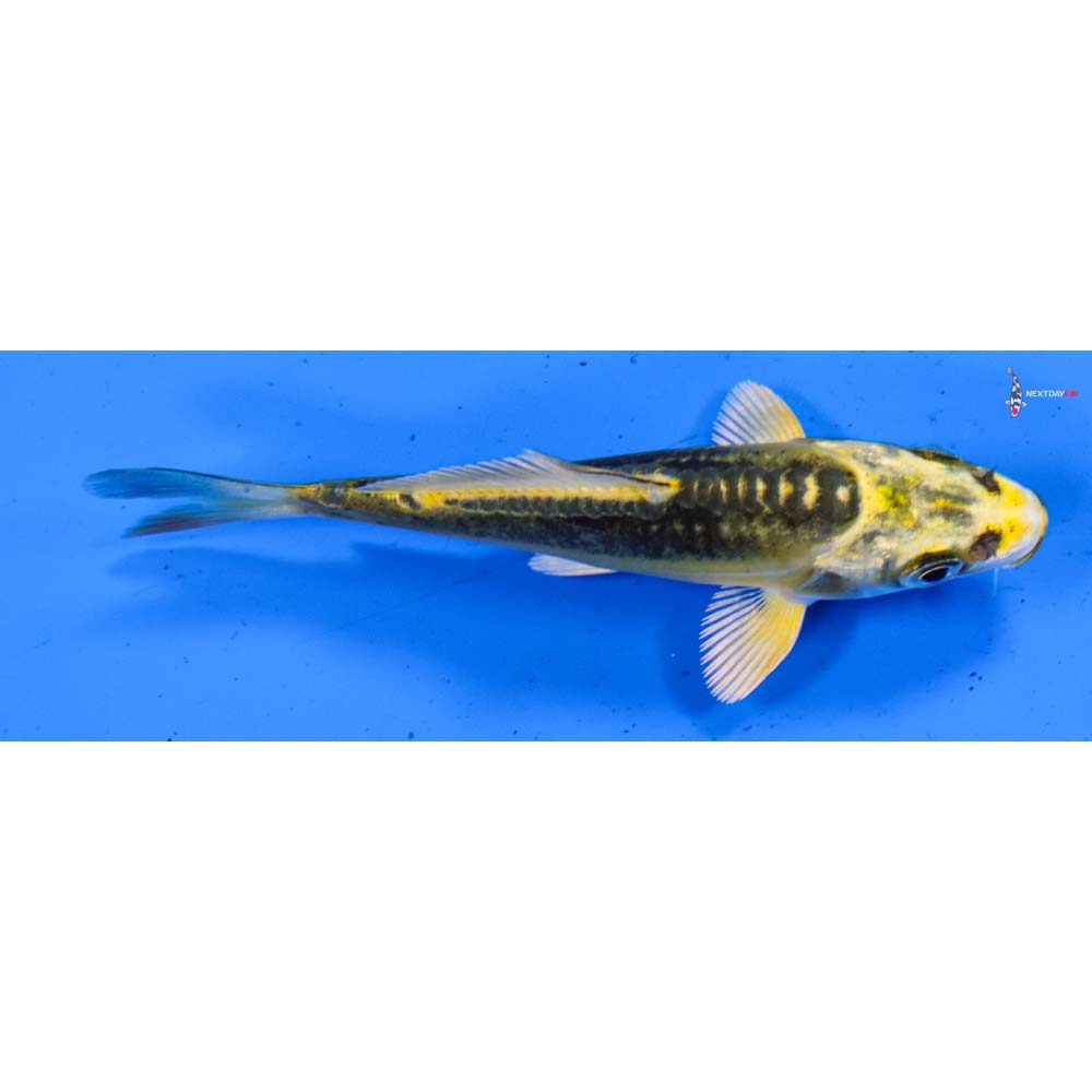3.5” Imported Kin Kikokuryu