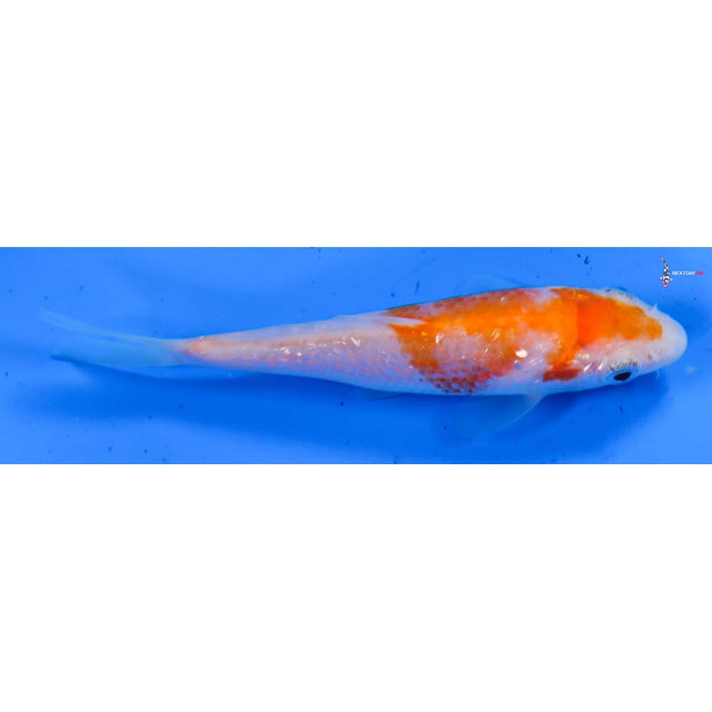 3.5” Imported Gin Rin Kohaku